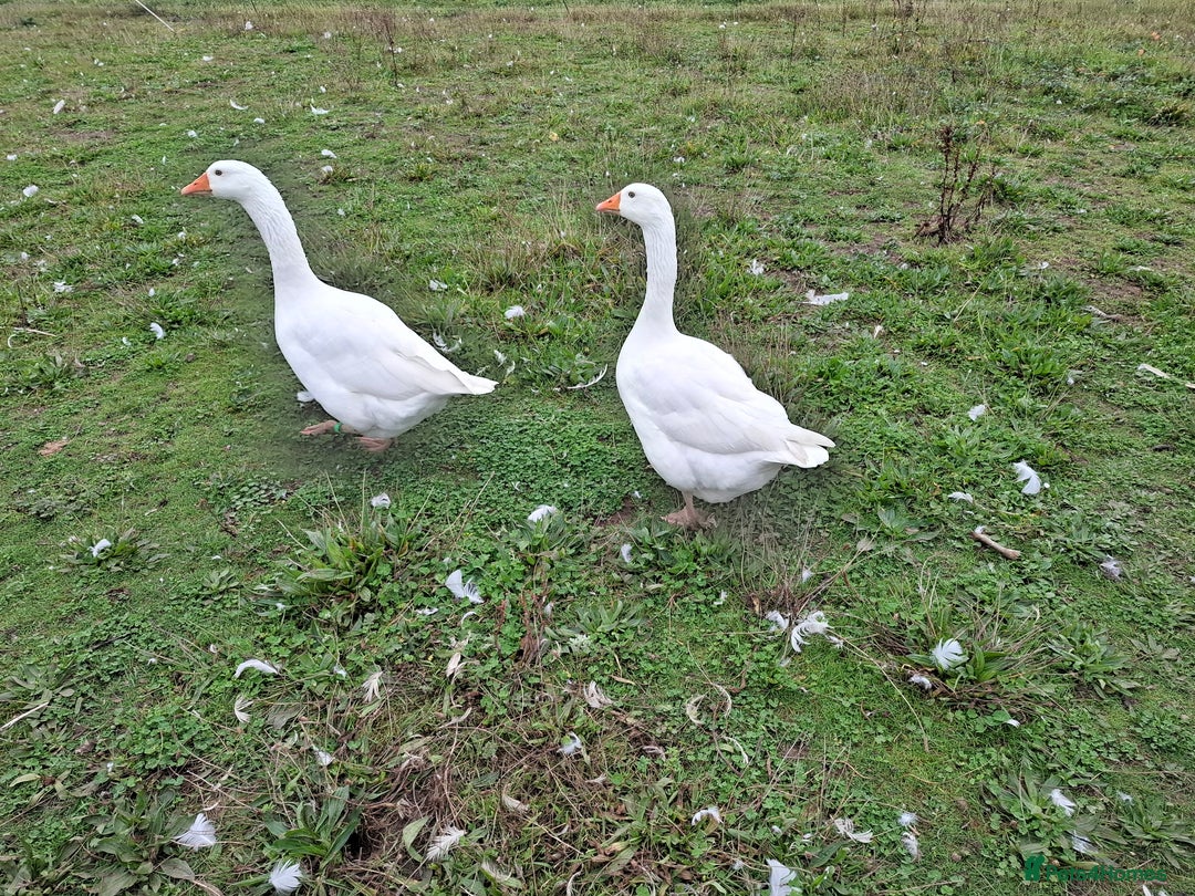 Geese poultry for sale: white embdem geese trio  - Image 2