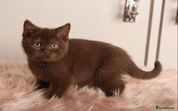 British Shorthair cats for sale: Gorgeous BSH Kittens  - Image 13