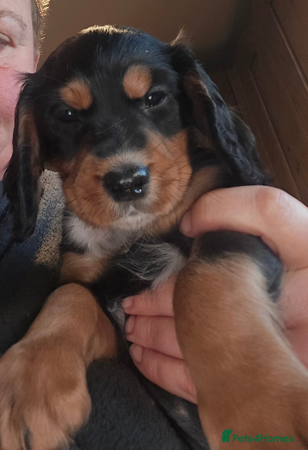 Cocker Spaniel dogs for sale: KC REGISTERED COCKER SPANIEL WORKING LINE PUPS  - Image 1