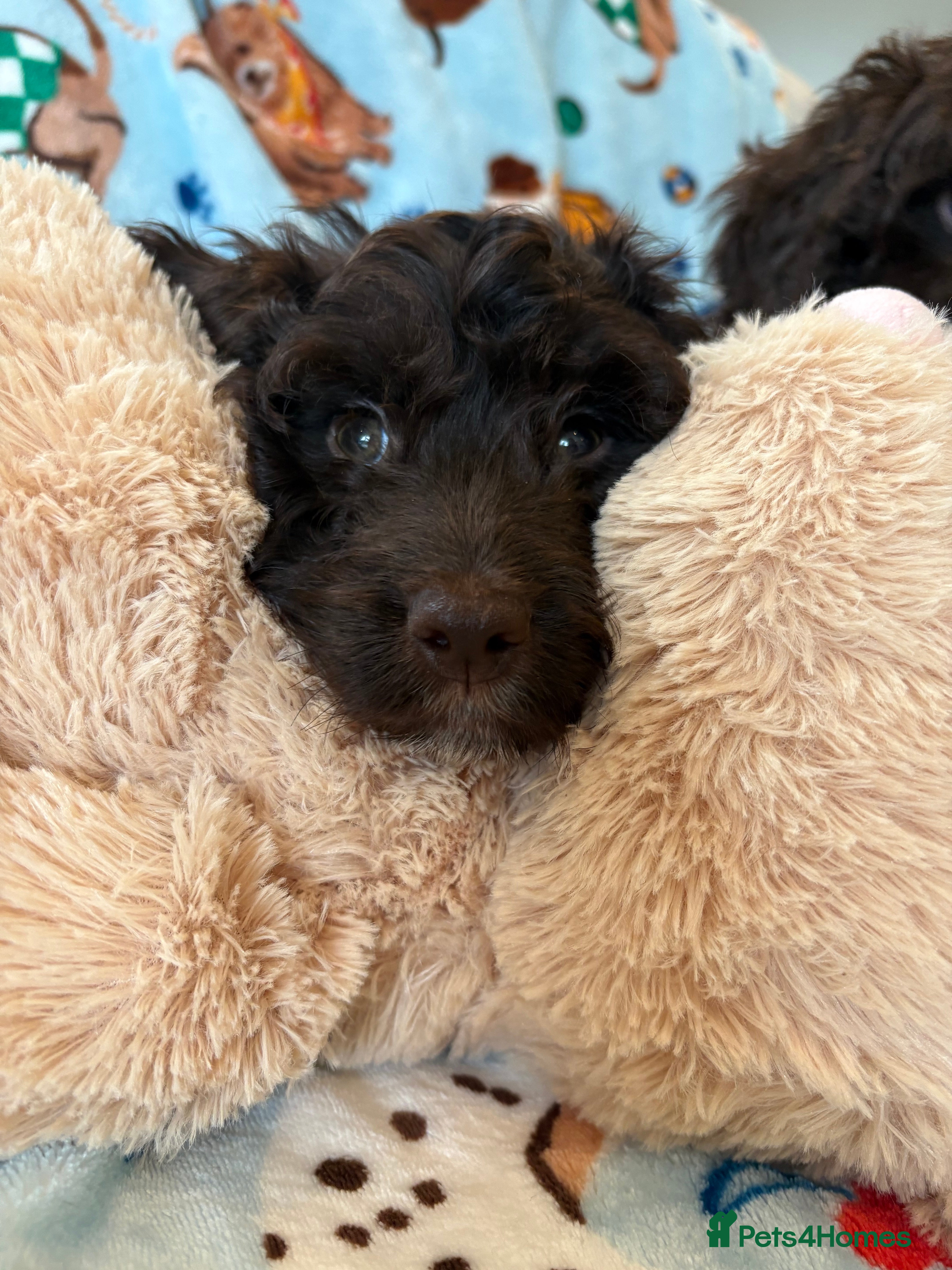 Cockapoo dogs Most Beautiful litter F1 Cockapoo puppies  - Advert 15