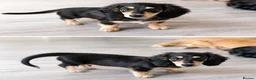Miniature Dachshund dogs for sale: Last Wonderful KC Reg.MiniatureLH Dachshund Puppy  - Advert 6