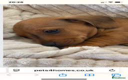 Dachshund dogs for sale: Miniature dachshund puppies  - Image 7