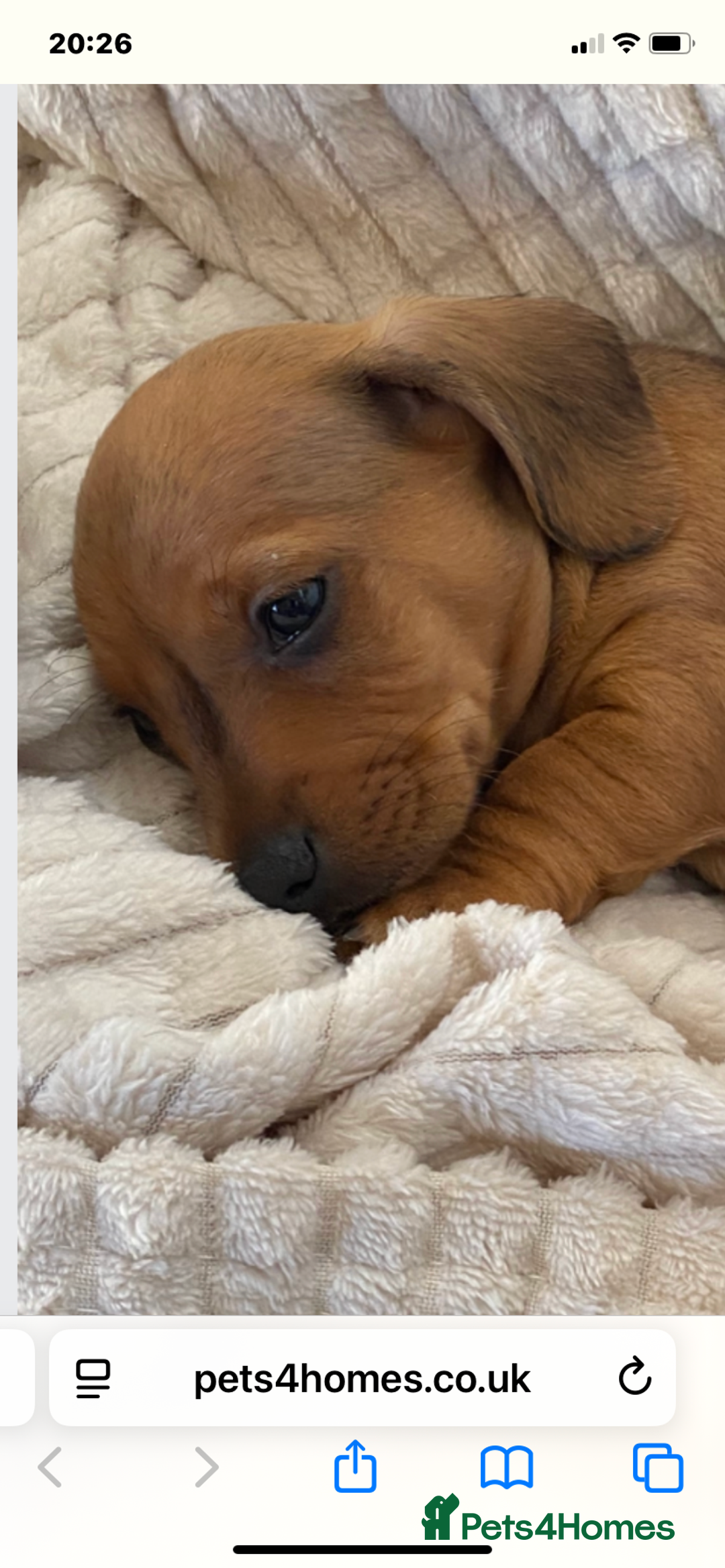 Dachshund dogs for sale: Miniature dachshund puppies  - Image 7