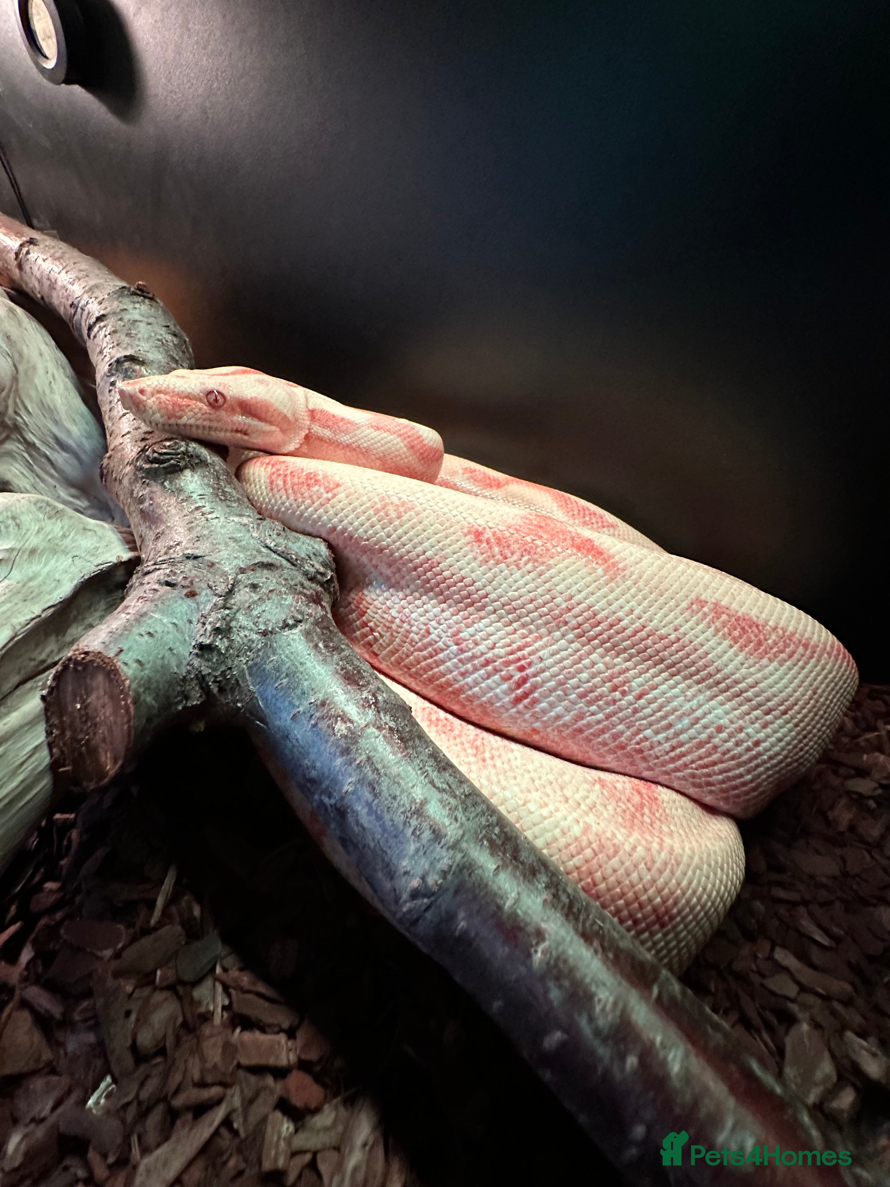 Boa Snake reptiles Male Khal Hypo blood  - Advert 2