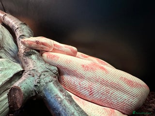 Boa Snake reptiles Male Khal Hypo blood - Advert 2