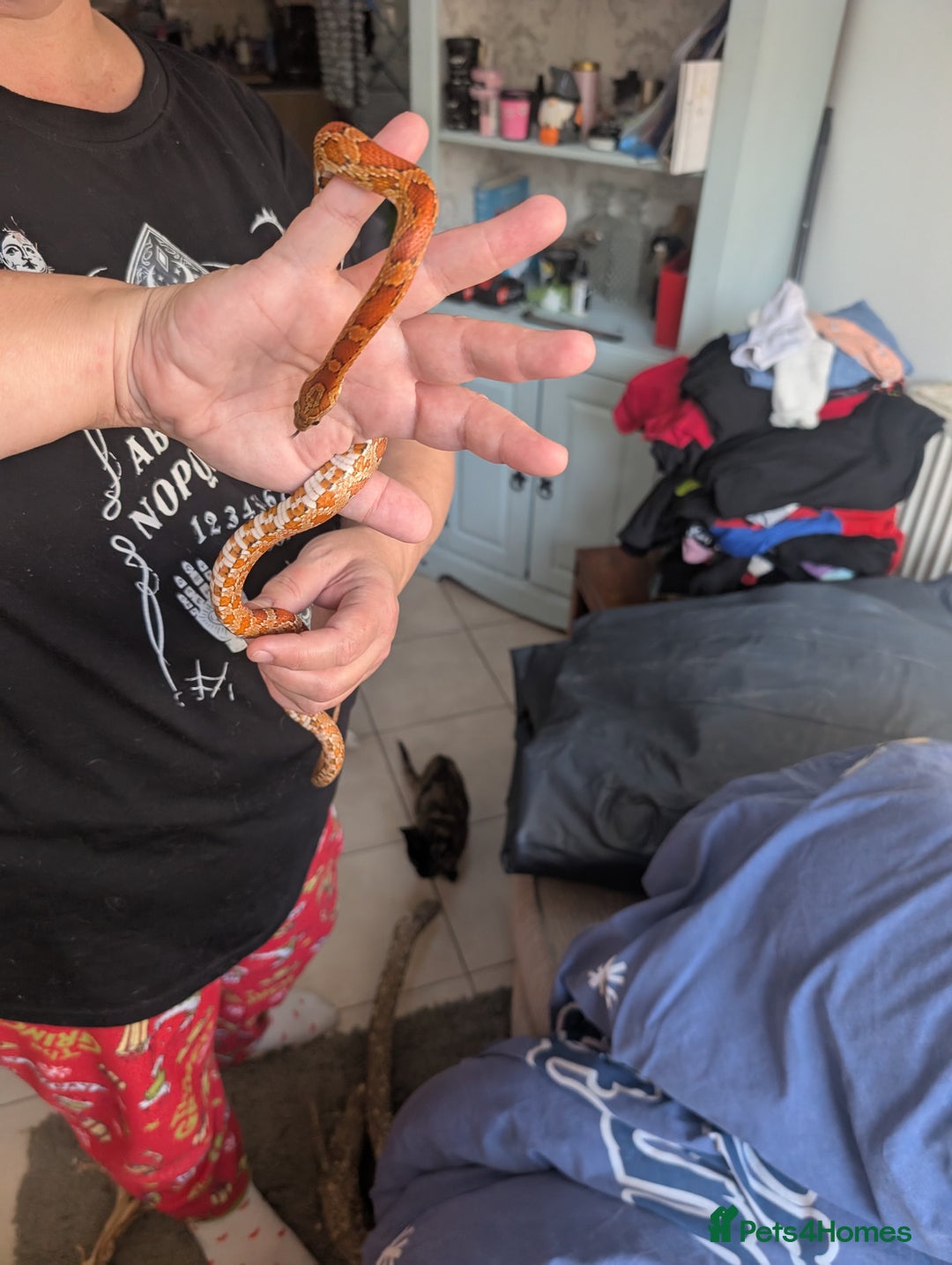 Corn Snake reptiles for sale: Cornsnake  with vivarium - Image 4