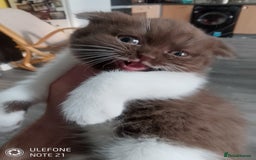 British Shorthair cats for sale: Last black boy  Teddy bear BSH - Image 8