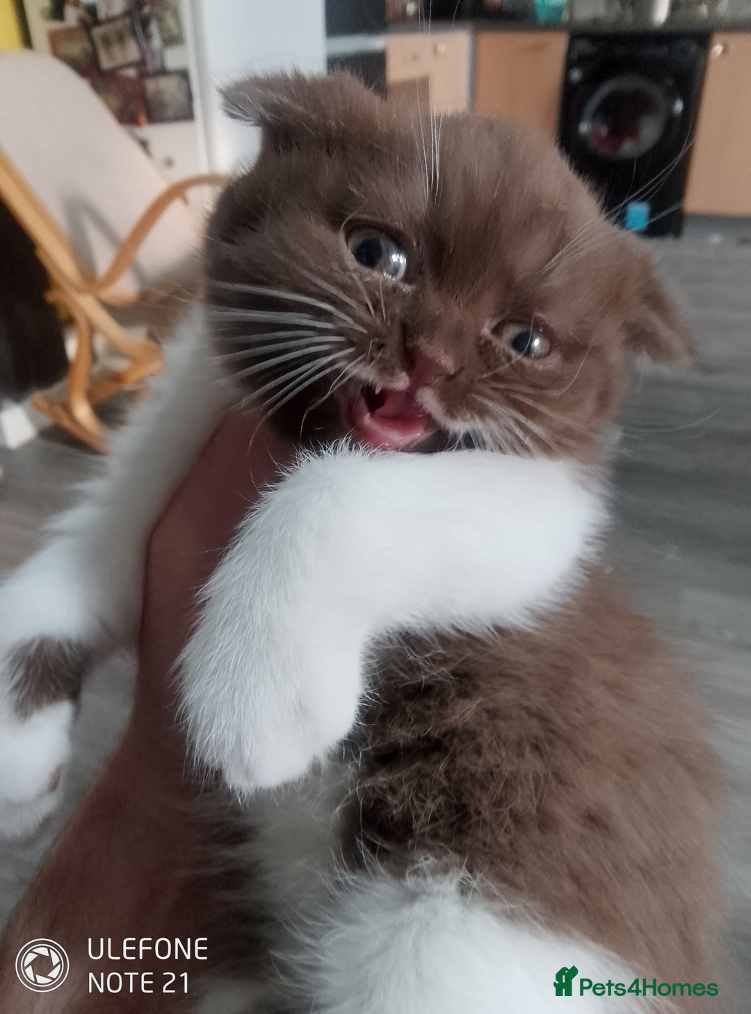 British Shorthair cats for sale: Last black boy  Teddy bear BSH - Image 8