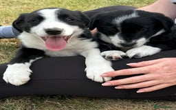 Mixed Breed dogs for sale: Collie cross pups for sale - Image 2