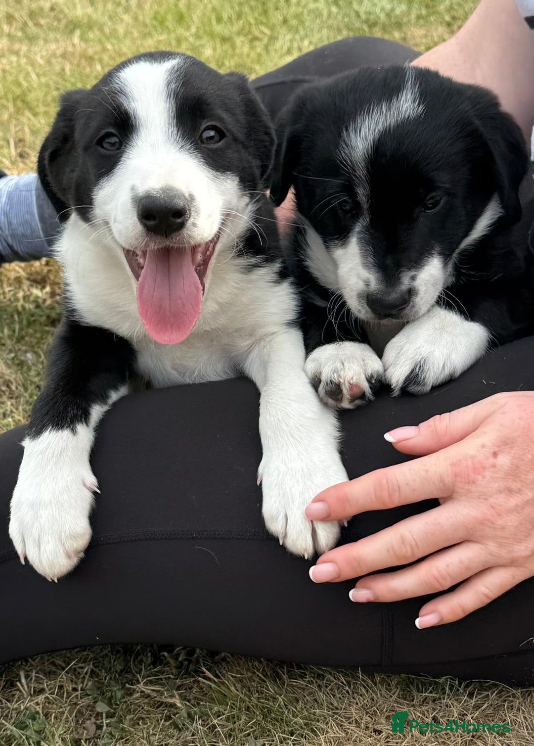 Mixed Breed dogs for sale: Collie cross pups for sale - Image 2