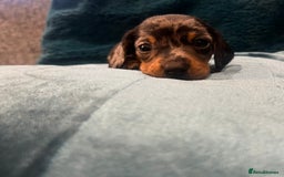 Miniature Dachshund dogs for sale: Stunning kc reg miniature dachshunds  - Image 19