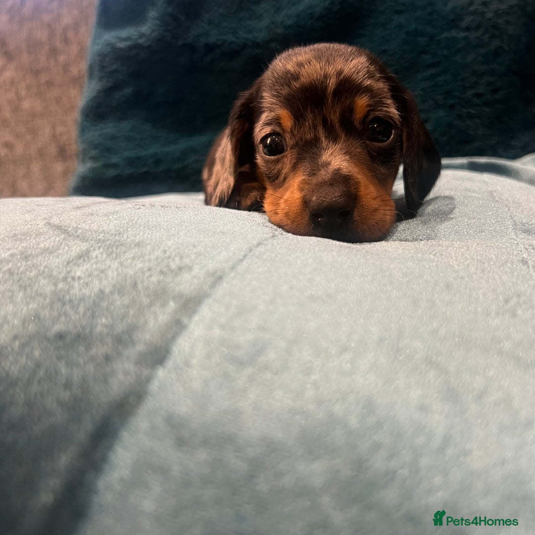 Miniature Dachshund dogs for sale: Stunning kc reg miniature dachshunds  - Image 19