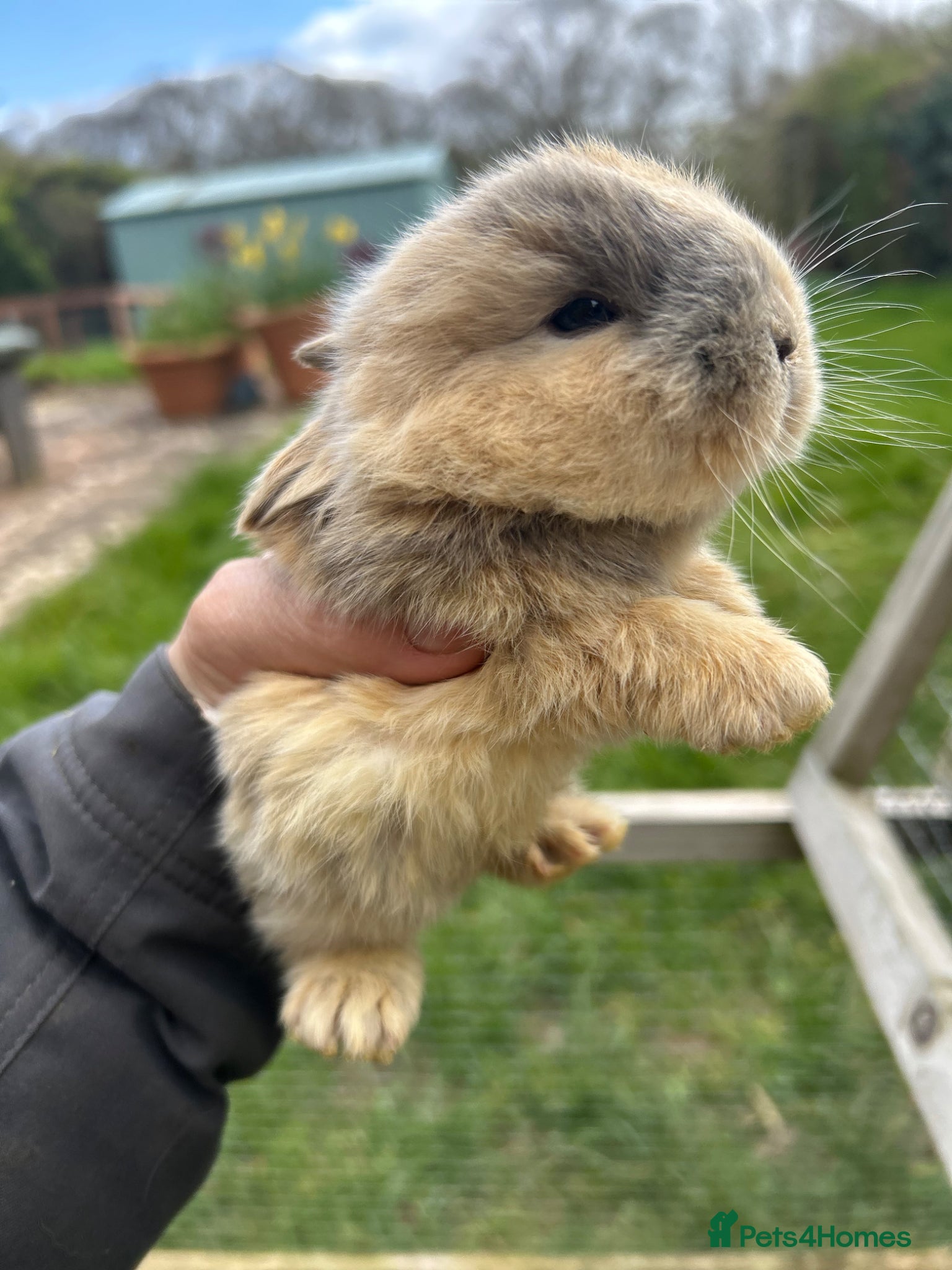 Mini Lop rabbits Beautiful baby mini lop bunnies ready early May  - Advert 8