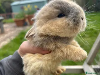 Mini Lop rabbits Beautiful baby mini lop bunnies ready early May - Advert 8