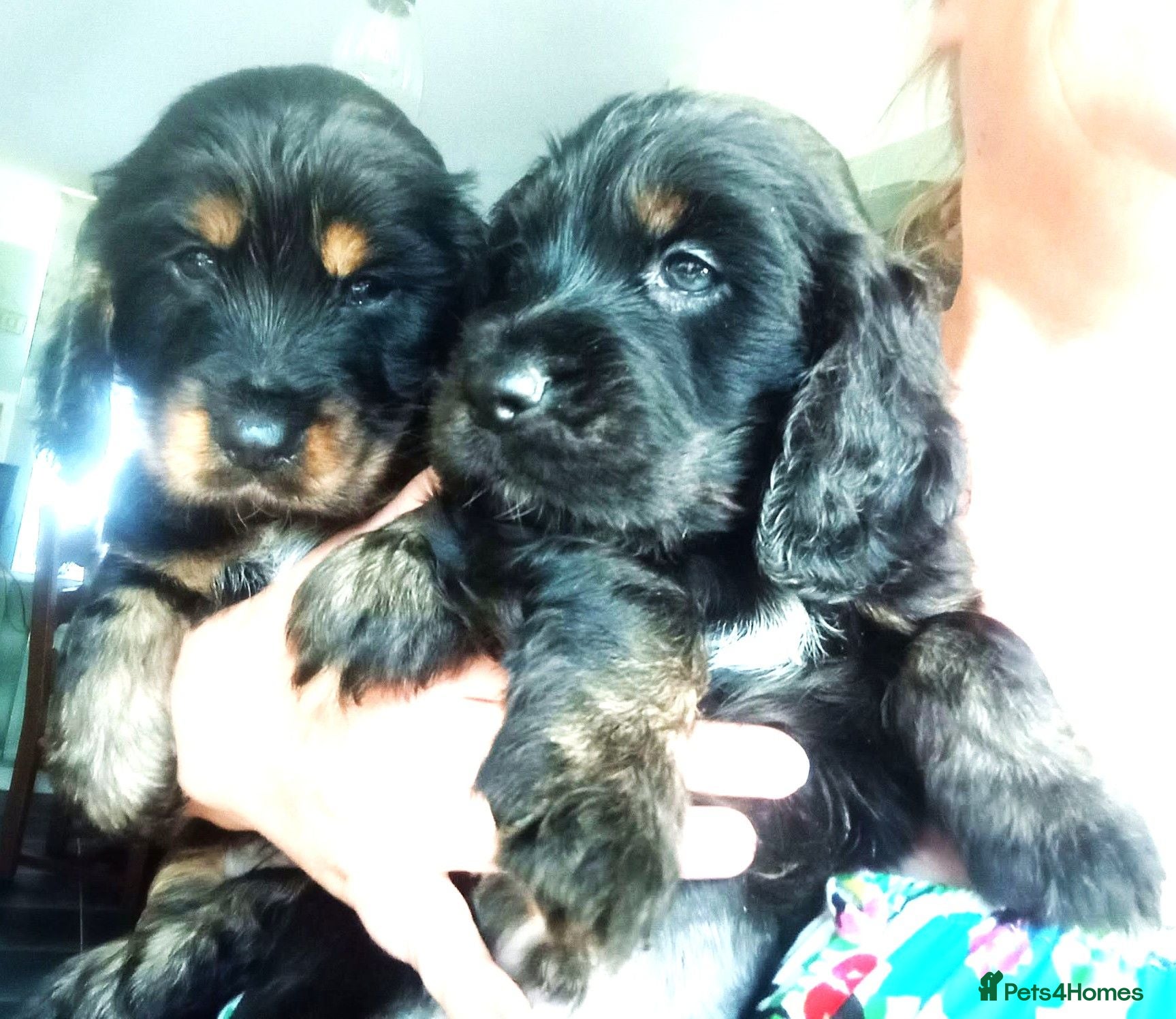 Cocker Spaniel dogs 6 Stunning Working Cocker Spaniels.3 boys 3 girls - Advert 2