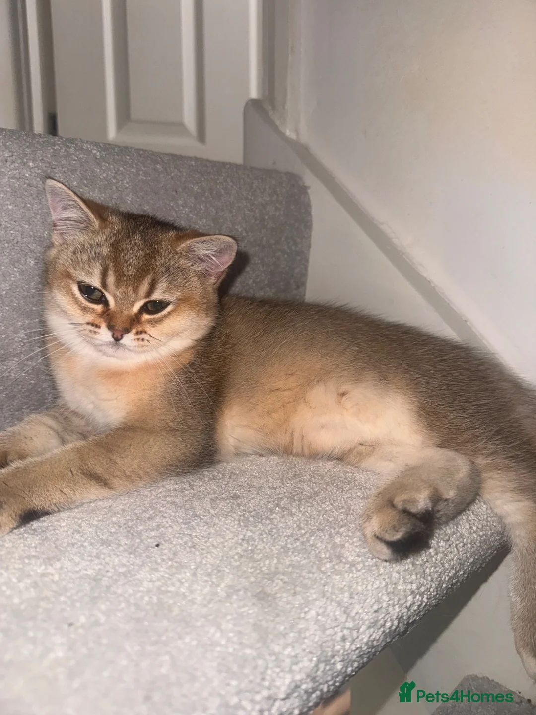 British Shorthair cats for sale: British shorthair  - Advert 2
