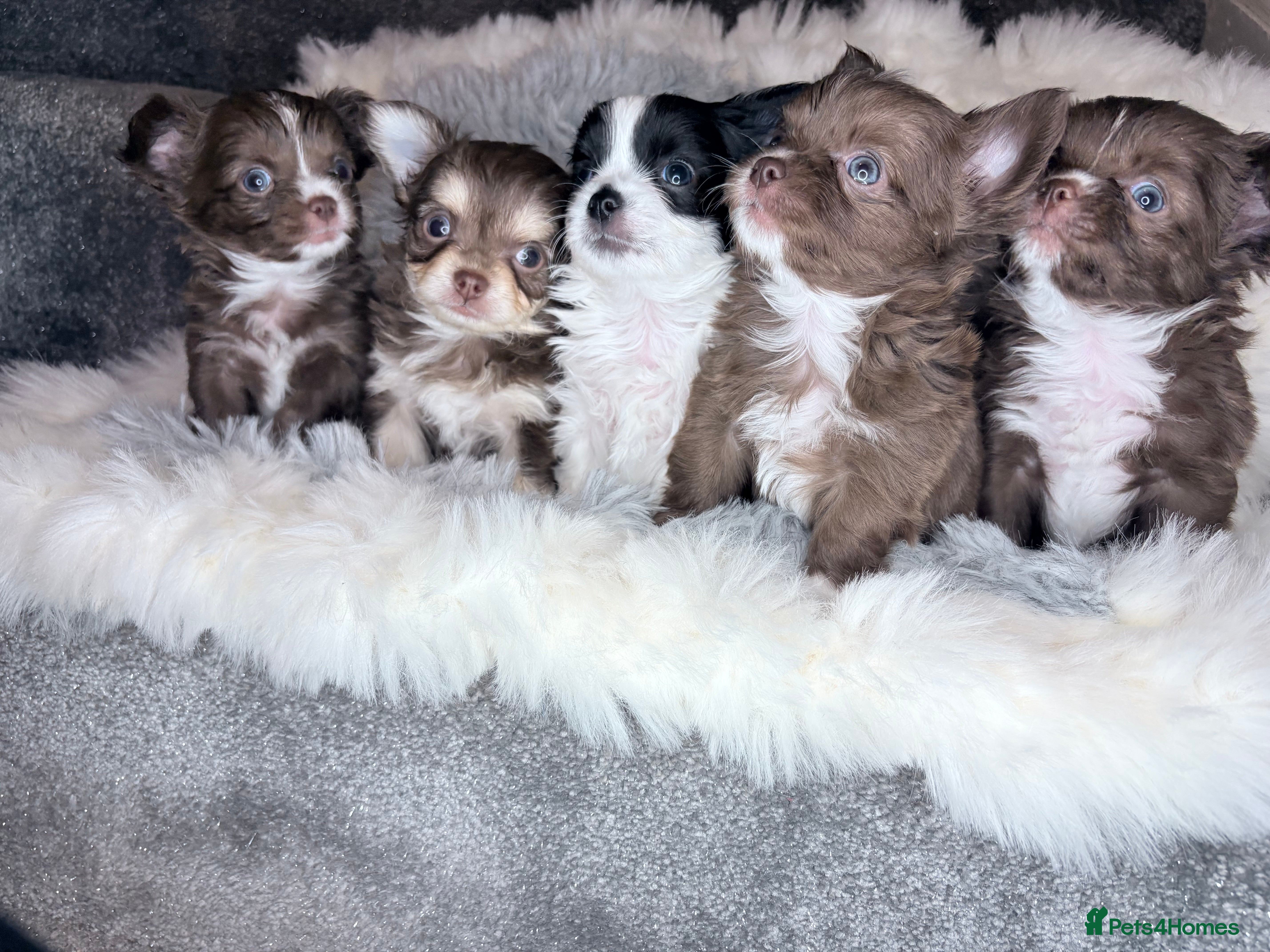 Chihuahua dogs Stunning tiny Chihuahua chocolate puppy’s male  - Advert 1