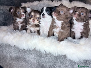 Chihuahua dogs Stunning tiny Chihuahua puppy’s male female - Advert 1