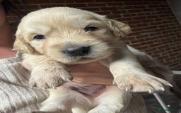 Golden Retriever dogs for sale: Golden retriever puppies - Image 3