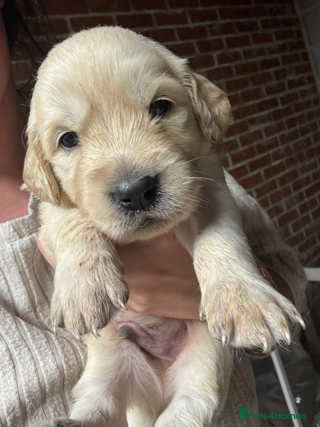 Golden Retriever dogs for sale: Golden retriever puppies - Image 3