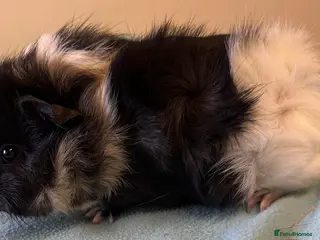 Guinea Pig rodents Baby girls and boys ready now - Advert 2