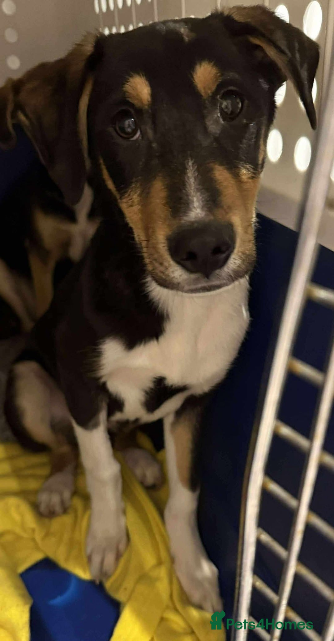 Mixed Breed dogs for adoption: 💕 Drummer 💕 - Advert 6