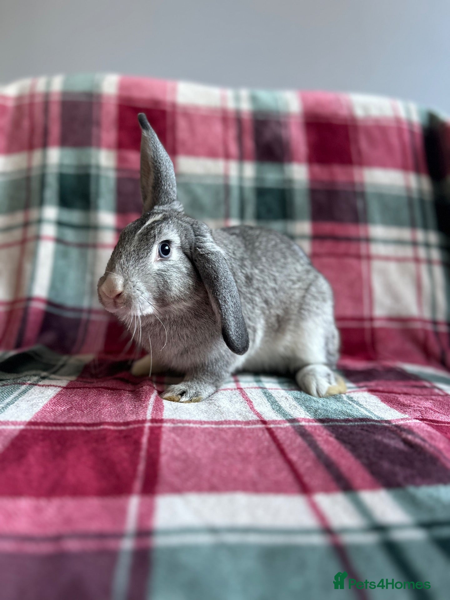 Mixed Breed rabbits Mini Lop x Standard Rex Rabbits [Ready to Leave] - Advert 12