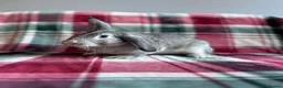Mixed Breed rabbits for sale: Mini Lop x Standard Rex Rabbits [Ready to Leave] - Advert 1