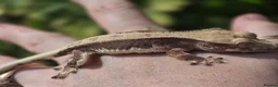 Gecko reptiles for sale: Various crested geckos - Advert 3