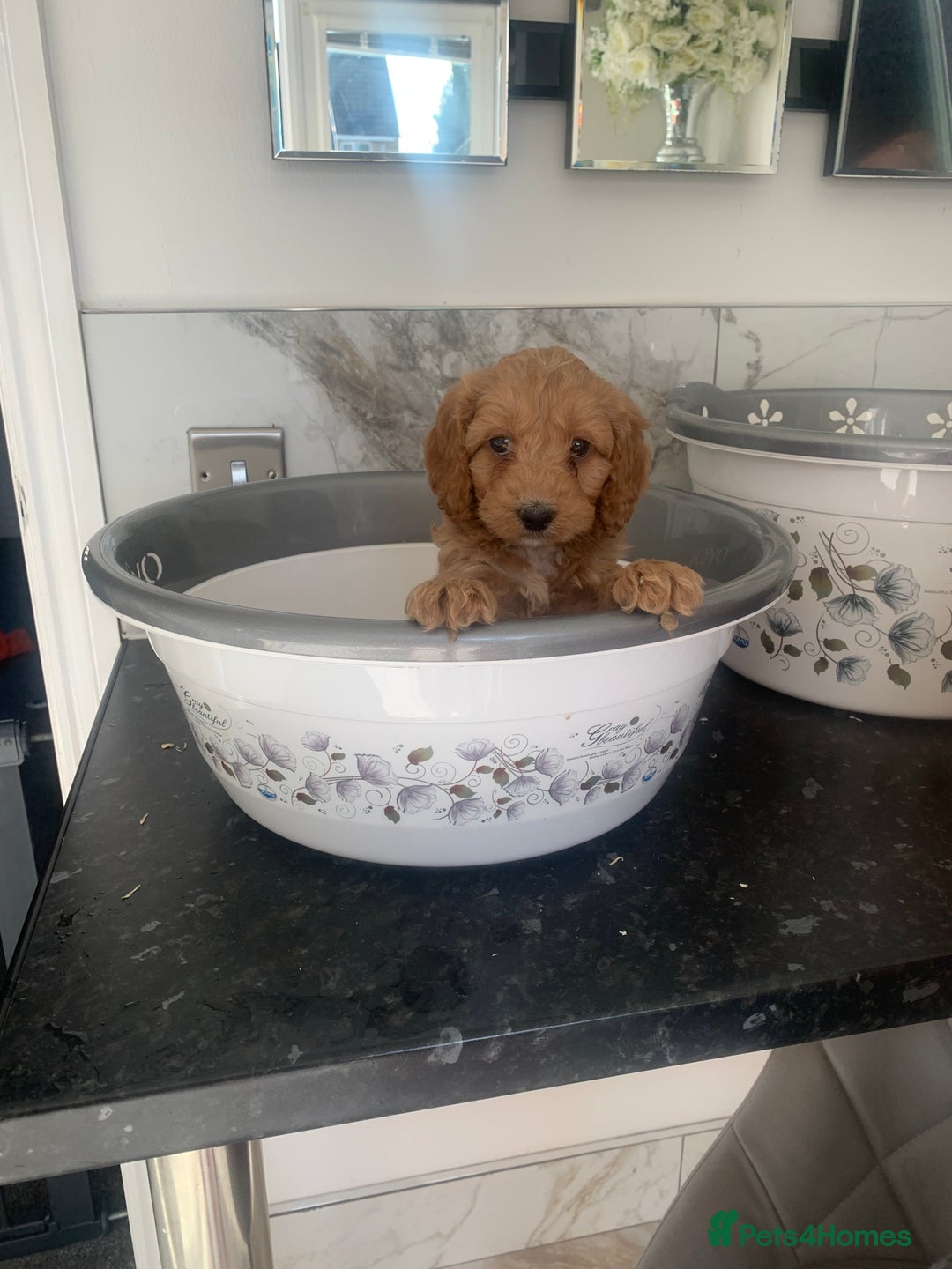 Cavapoo dogs for sale: Toy apricot Cavapoo puppies toy poodle - Image 7