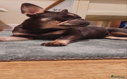 French Bulldog dogs for sale: French Bulldog - Image 6