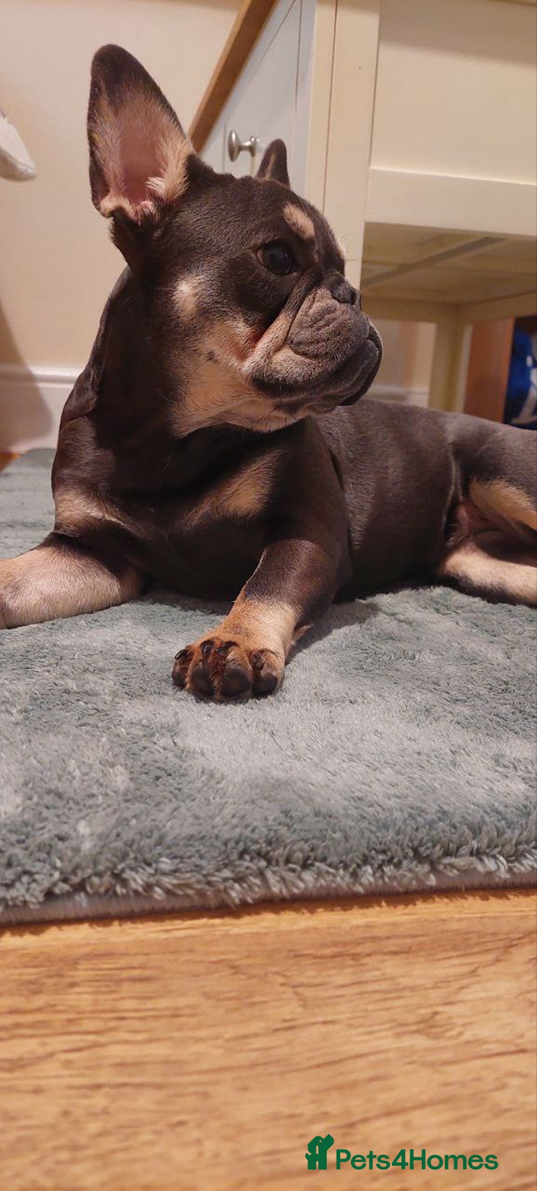 French Bulldog dogs for sale: French Bulldog - Image 6