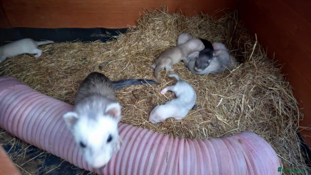Ferret rodents for sale: Ferrets for sale  - Image 2