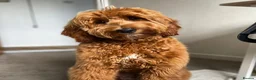 Mixed Breed dogs for sale: Australian Labradoodles RED/ WHITE TUX Girls  - Advert 13