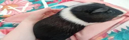 Guinea Pig rodents for sale: 2 male guinea pigs looking for there forever home - Advert 7
