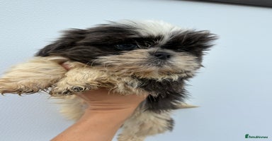 Shih Tzu dogs - Advert 3