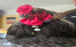 Chickens poultry for sale: 1 year old pure bred Brahma cockerel - Image 3