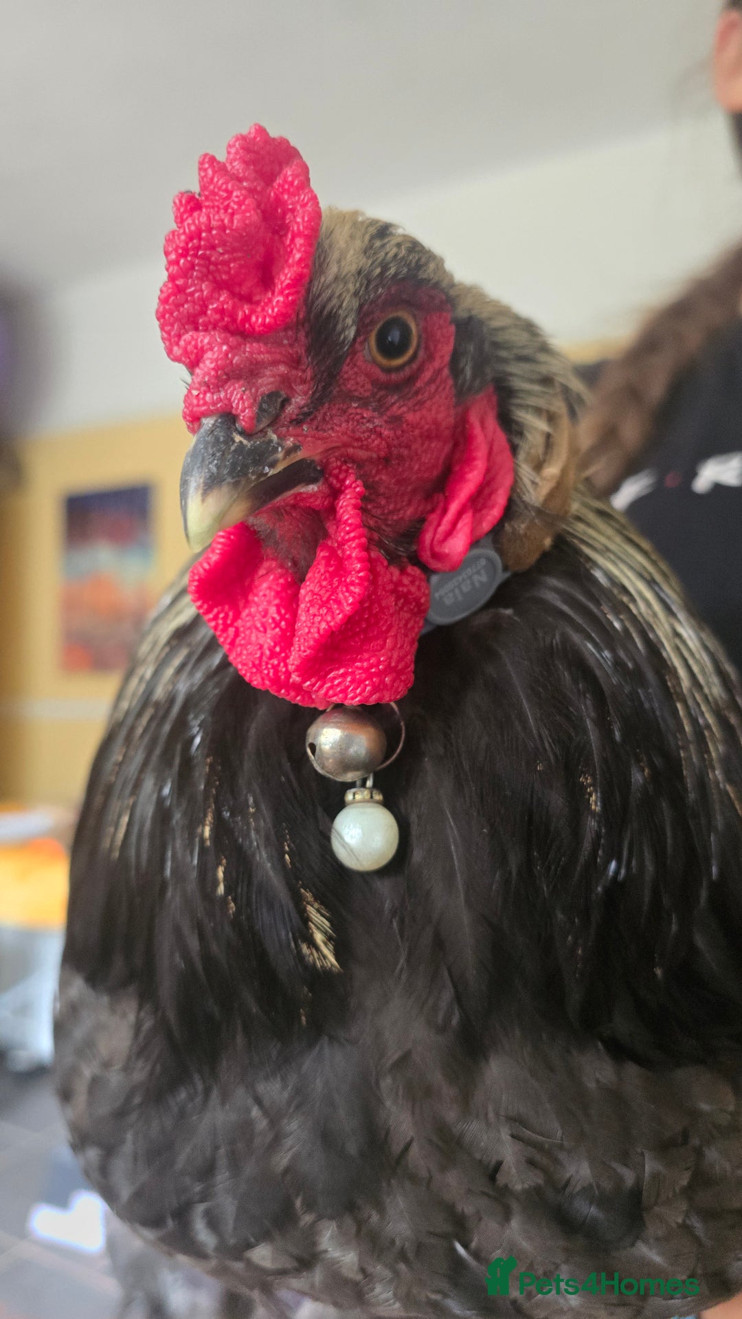 Chickens poultry for sale: 1 year old pure bred Brahma cockerel - Image 3