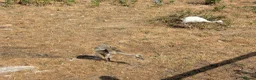 Mixed Breed livestock for sale: Rheas for sale, white and grey in Melton Constable - Advert 3