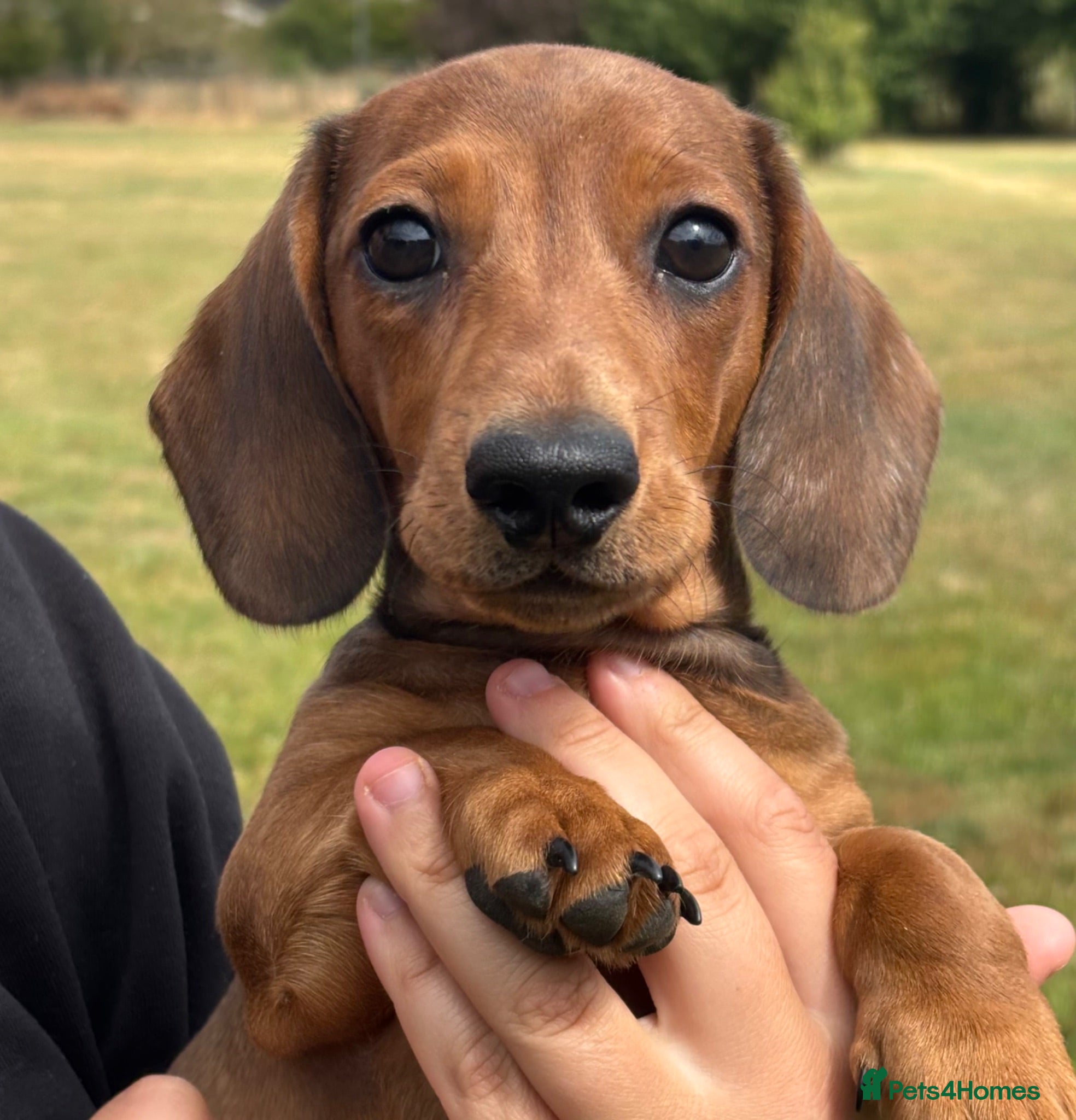 Miniature Dachshund dogs KC Miniature Dachshund Puppies For Sale - Advert 1