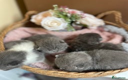 British Shorthair cats for sale: Champion Bloodline British Shorthair Kittens  - Image 11