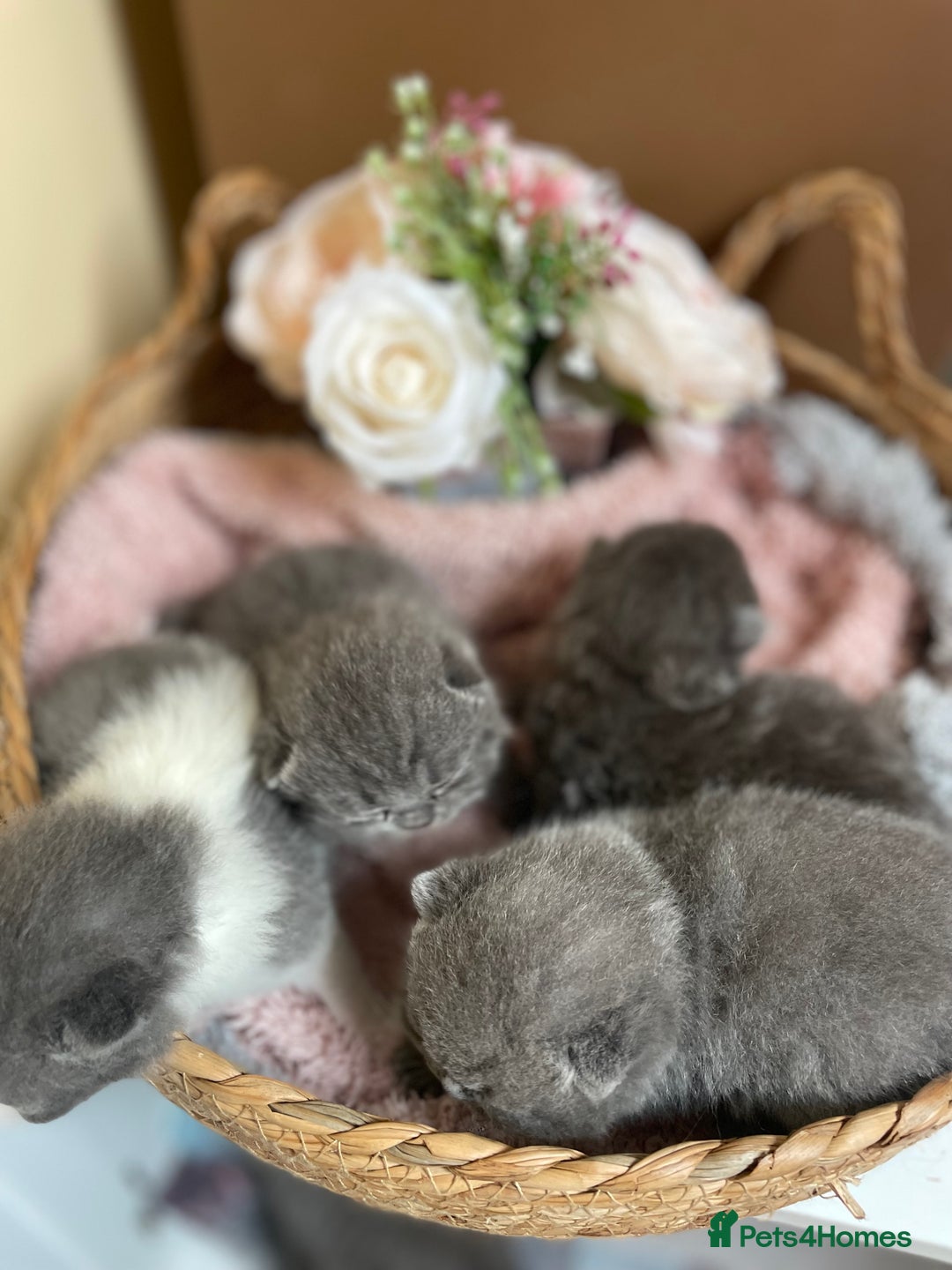 British Shorthair cats for sale: Champion Bloodline British Shorthair Kittens  - Image 11