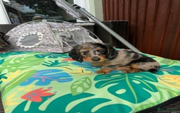 Dachshund dogs for sale: KC reg. Long hair miniature Dachshund puppies  - Image 21