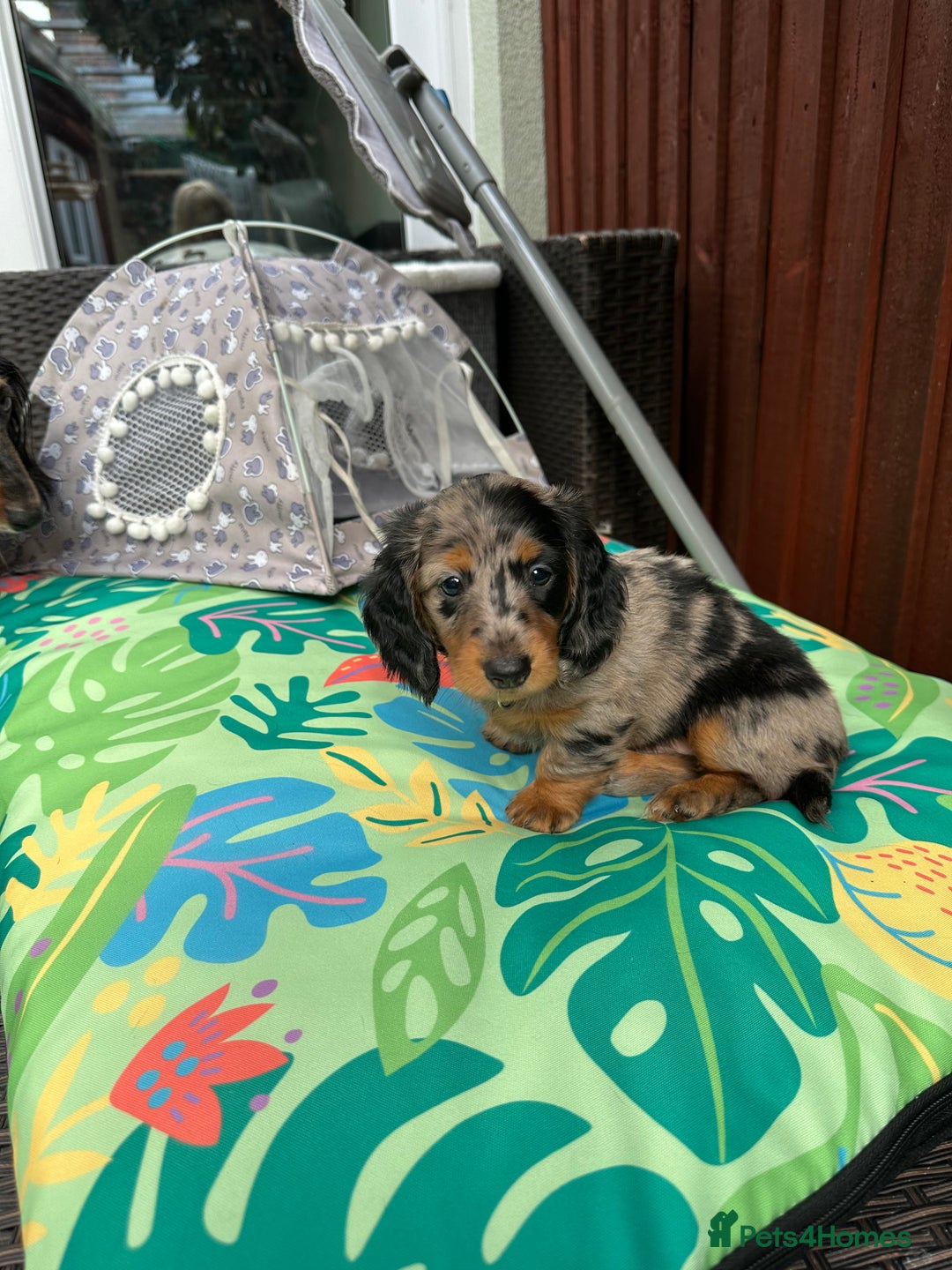 Dachshund dogs for sale: KC reg. Long hair miniature Dachshund puppies  - Image 21