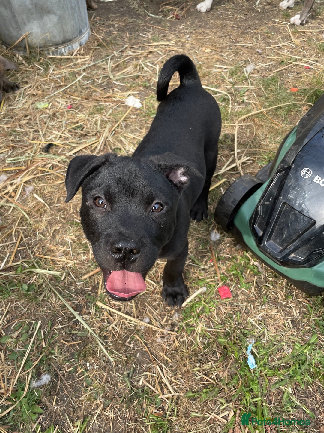 Mixed Breed dogs for sale: chow x staffy - Image 12