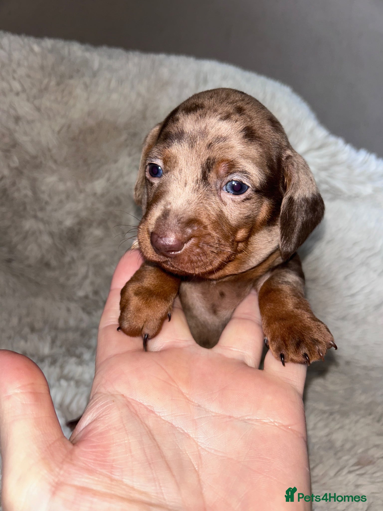 Dachshund dogs Dachshund puppies  - Advert 1