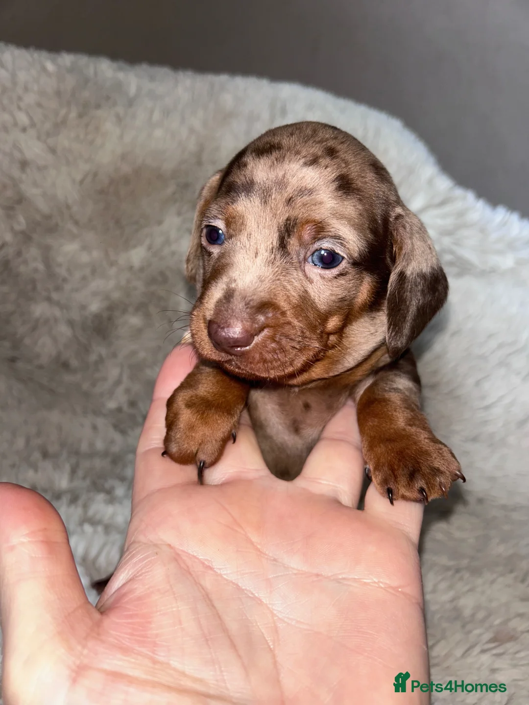 Dachshund dogs for sale: Dachshund puppies  - Advert 1