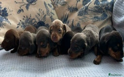 Dachshund dogs for sale: Rainbow mni daxis kc reg pra clr - Image 3