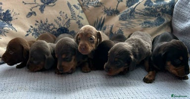 Dachshund dogs - Advert 3