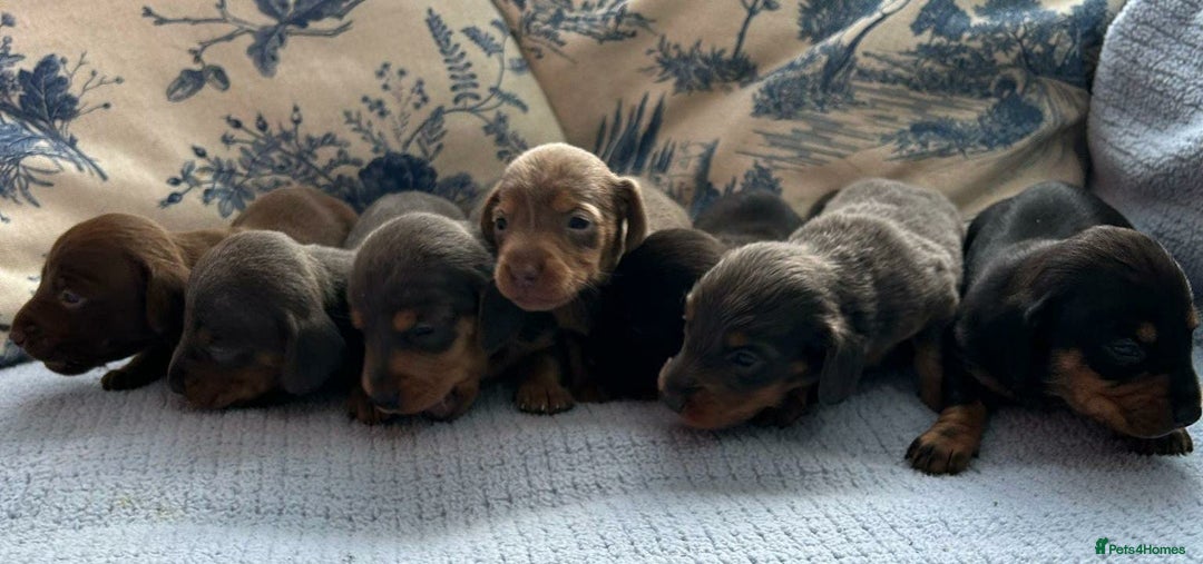 Dachshund dogs for sale: Rainbow mni daxis kc reg pra clr - Image 3